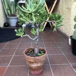 Bonsai Shrek Ear Succulent