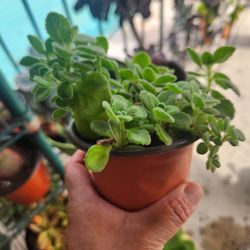 Vick plant succulent 