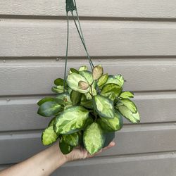 6” Hoya Australis Lisa