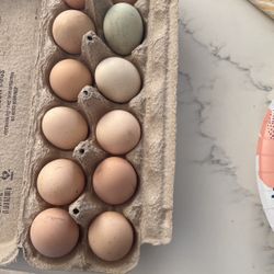 Chicken Eggs 