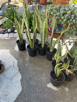 Snake plant