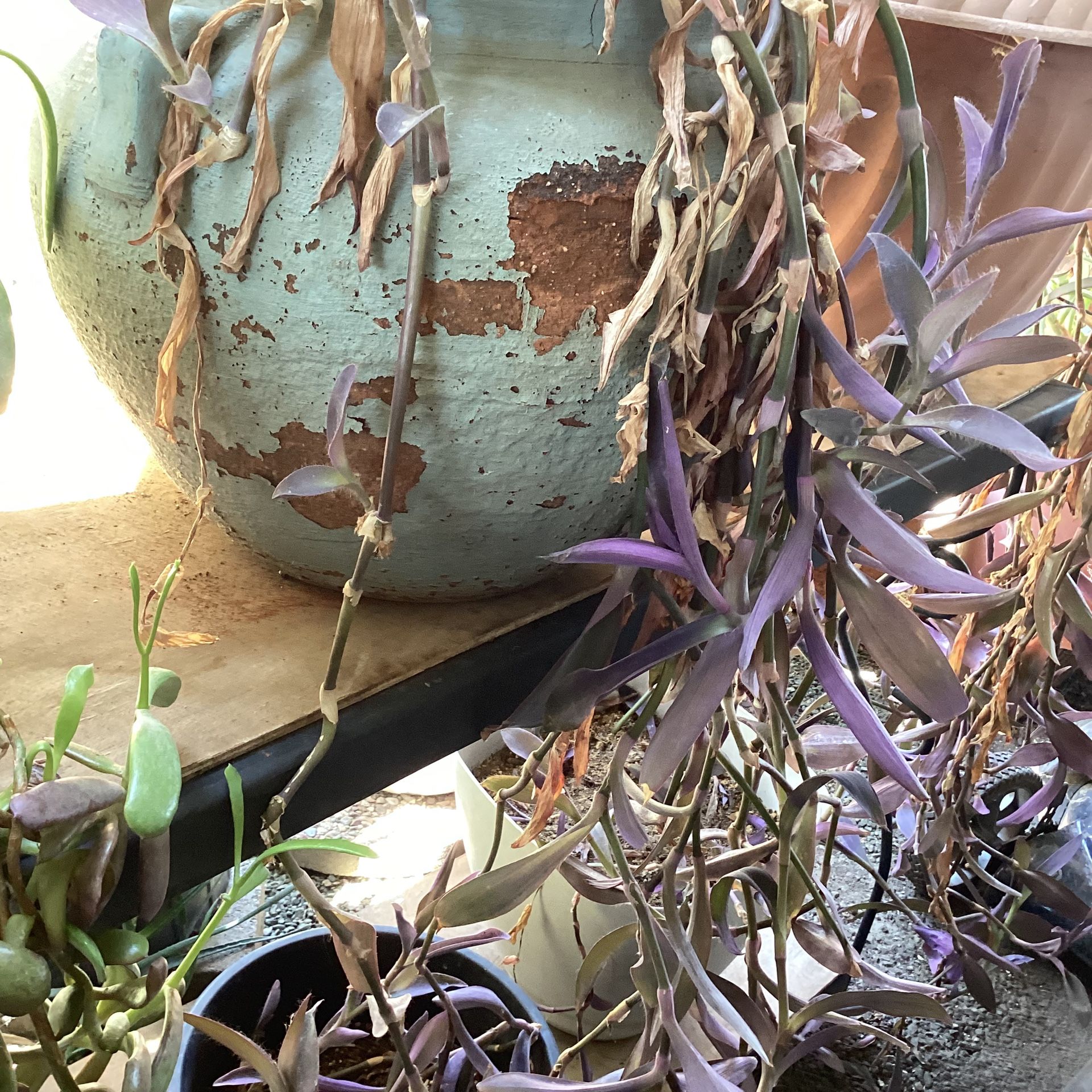 Pot Purple Long Plant