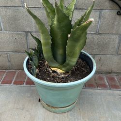Maguey 