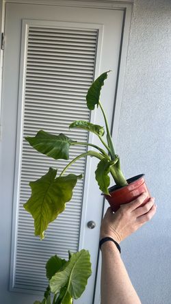Elephant ear Monstera
