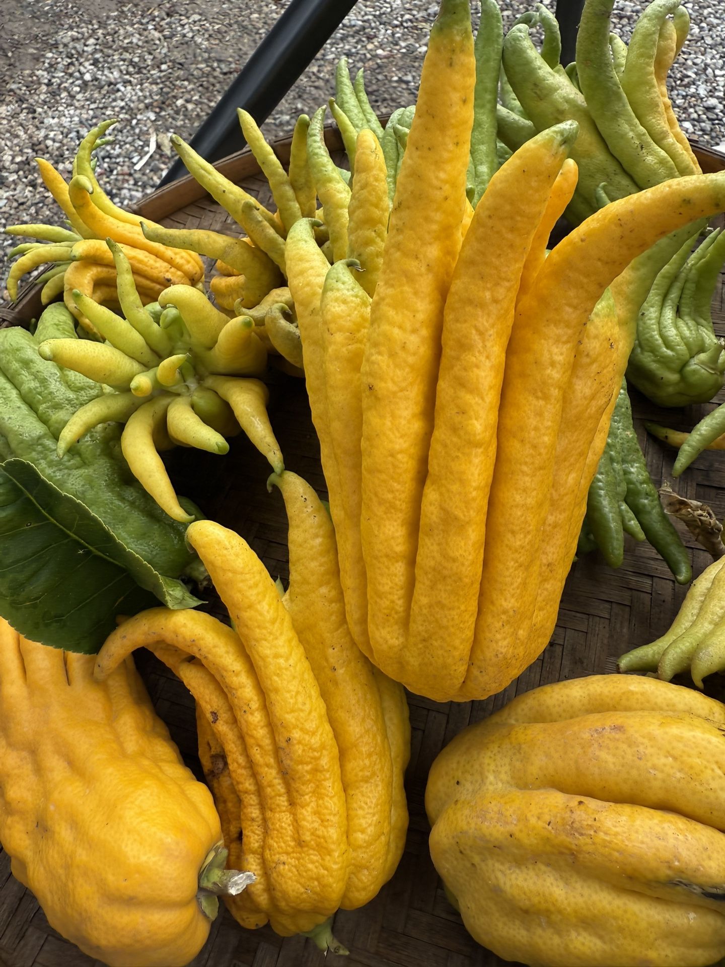 Black Friday Sale 20%OFF All Plants,bamboo Stick,pots 