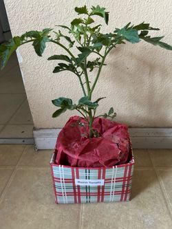 Plants for     Mothers Day