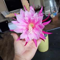 Orchid Cactus