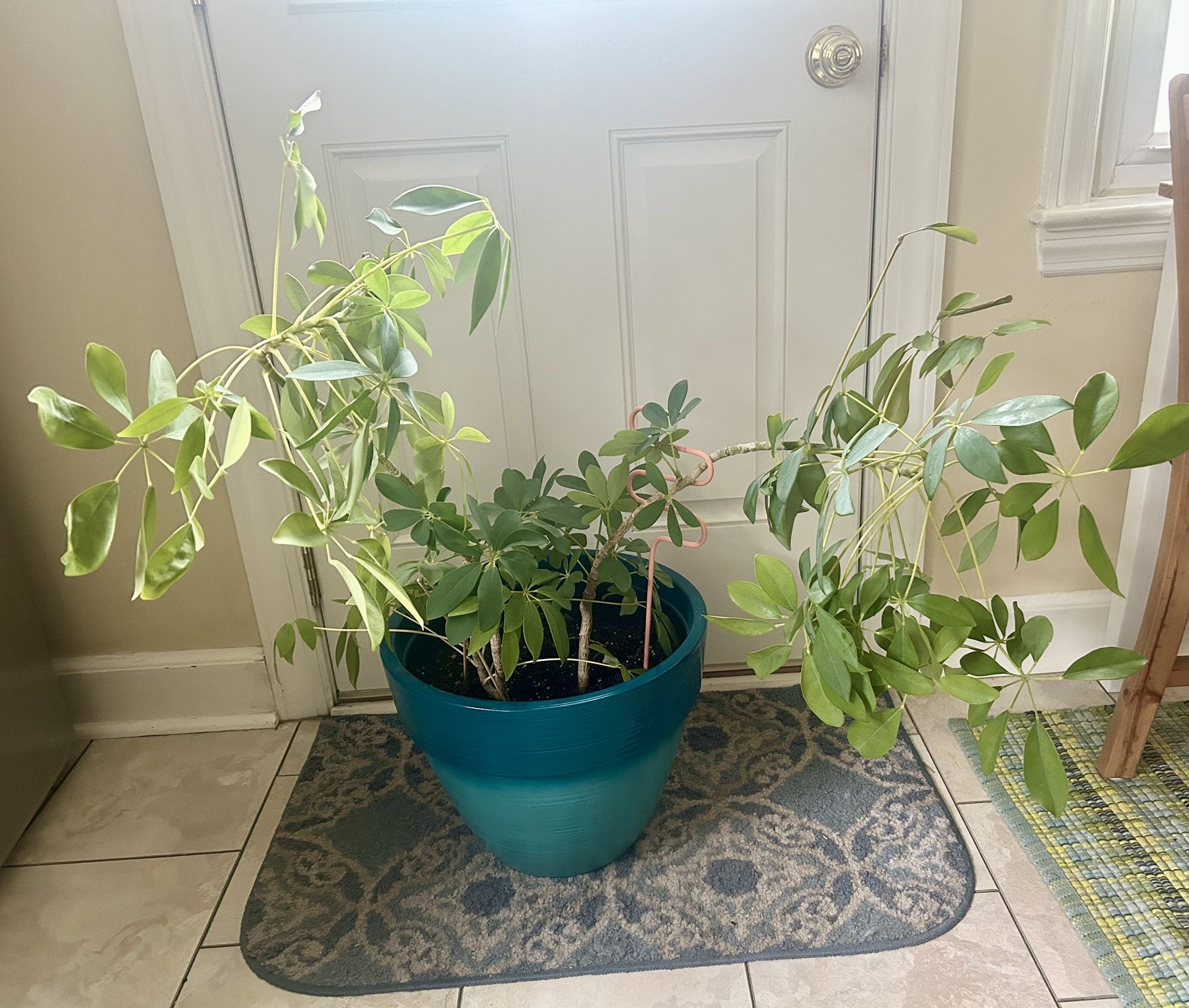 Umbrella Plant 