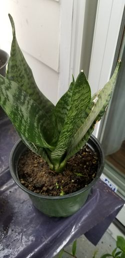 Sansevieria Laurentii Snake Plant