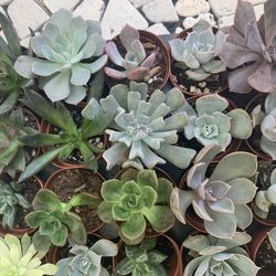 Succulents! Different Varieties Of Echeverias!