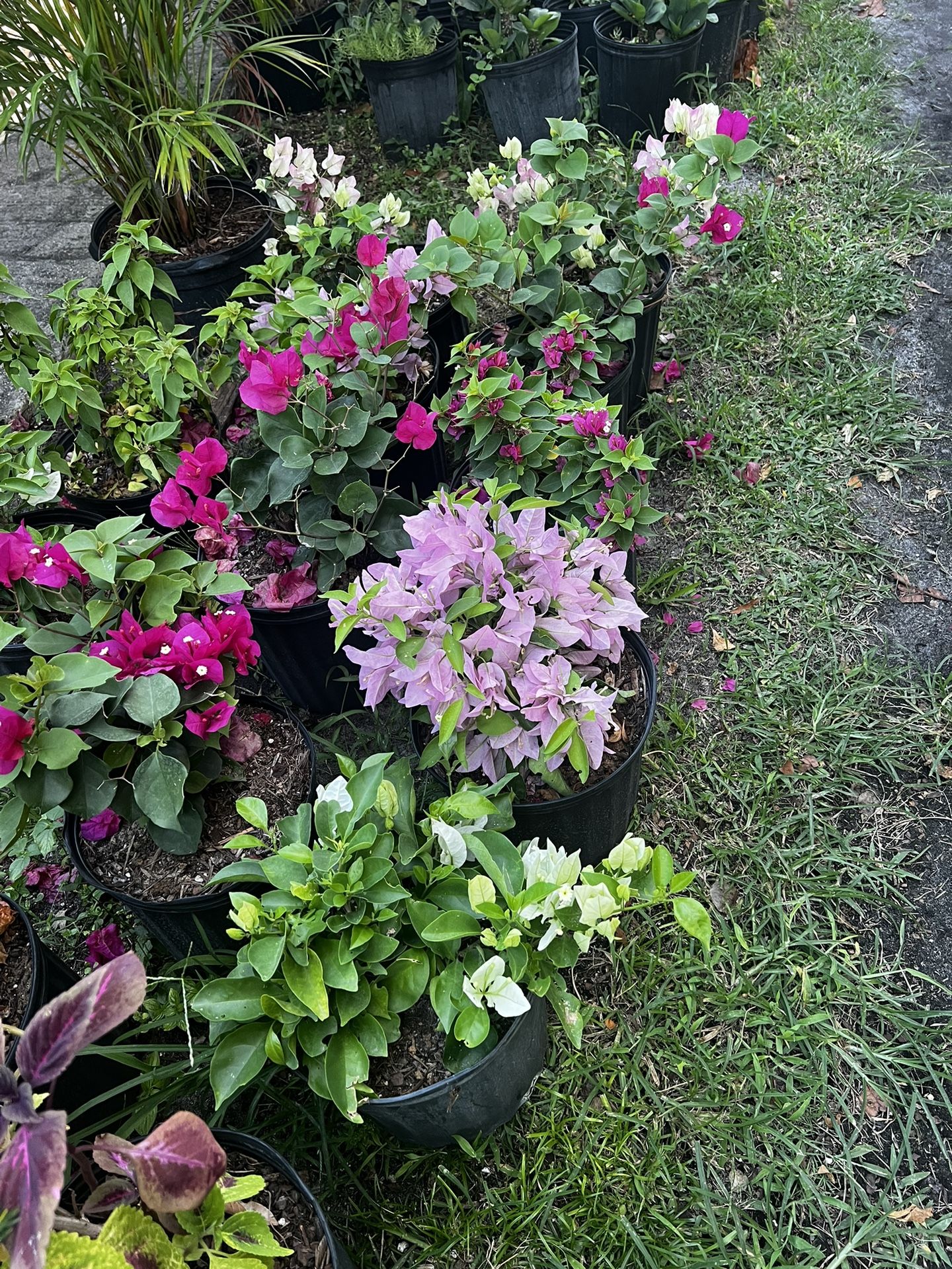 BOUGAINVILLEA PLANT (3 gallon pot) Landscaping and More!