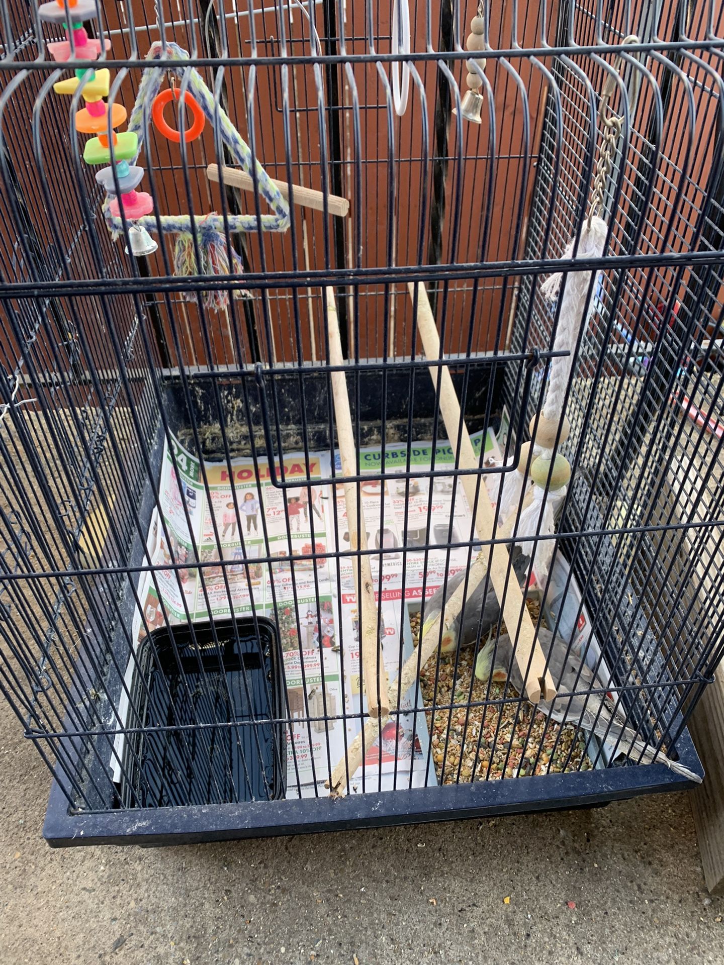 Cockatiel Birds With Cage 