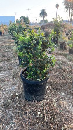 Wax-leaf privet