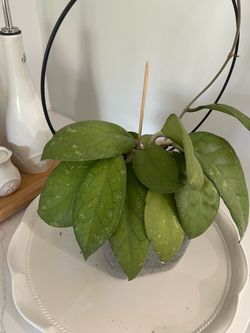 Hoya plant
