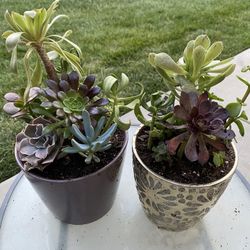 Succulents 