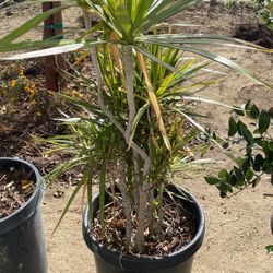 Madagascar Dragon Tree 