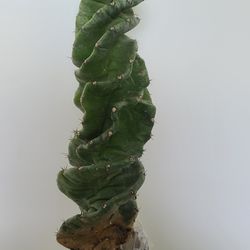 Spiral Cactus 