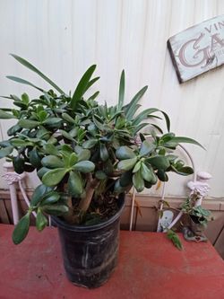 Healthy  Jade Plant And More