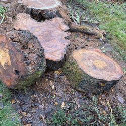 Large Tree Rounds & Logs-FREE