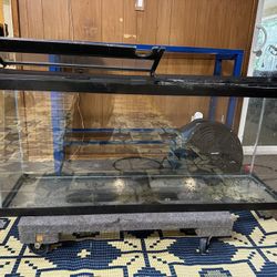 Fish Tank