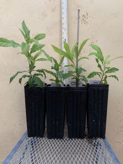 Yangmei Seedlings For Sale