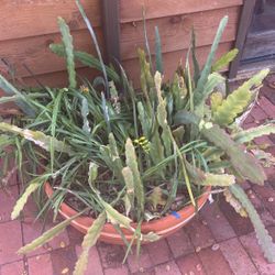 Beautiful Super Large Succulent 