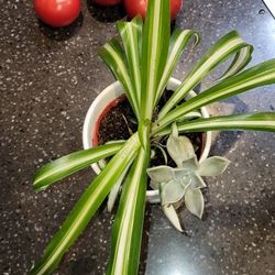 Spaider And Succulent.  