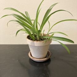 Spider Plant In Tan Terracotta 4” Pot