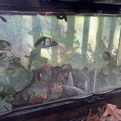 Reptile Enclosure