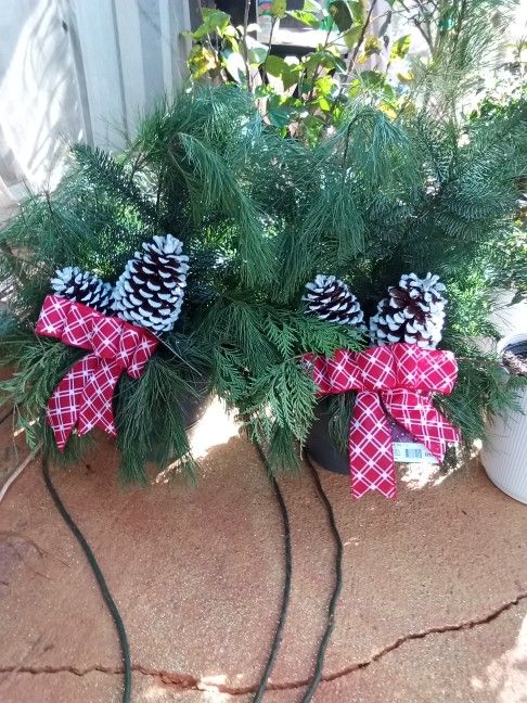 Real Christmas Plants Read The Full Description Below ππππ