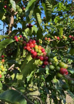 Kona Coffee Plant