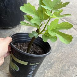 Italian Honey Fig Tree , Live Plant 