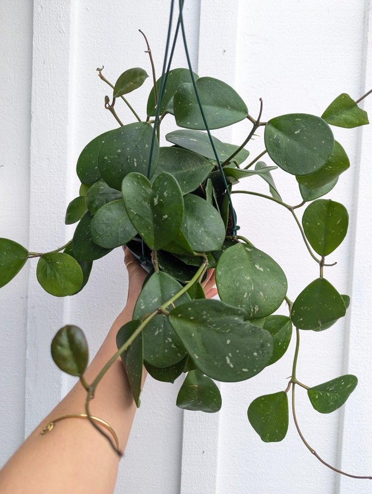 Hoya Obvata Splash Plant 6" Pot - Indoor House Plants 
