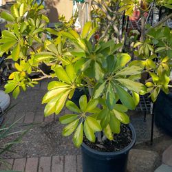 Dwarf Umbrella Tree