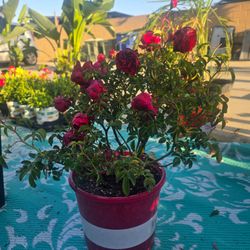 Patio rose bushes