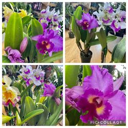 Cattleya  Orchid Fragrance 6”  Pot Cat Lan