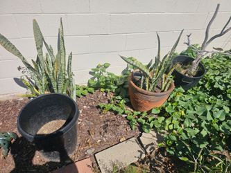 plants price vary