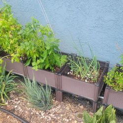 Raised Garden Bed