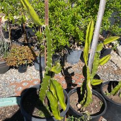 dragon fruit plant Tree For Sale (5 - 7 Feet)