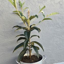 Huge Loquat Tree 4ft Tall With A Big Pot