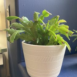 Christmas Cactus In Pot