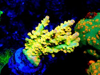 Fake Aquarium Saltwater Reef Fish Tank Decorations