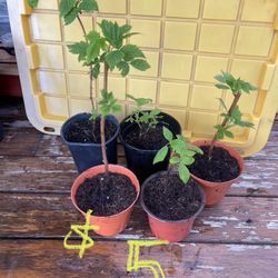 Plantas  de  Frambuesa/Raspberry