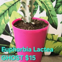 🌵👻Euphorbia Lactea GHOST 👻🌵