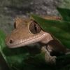 Geckos