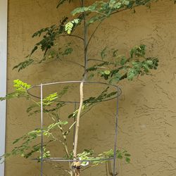 Moringa tree 