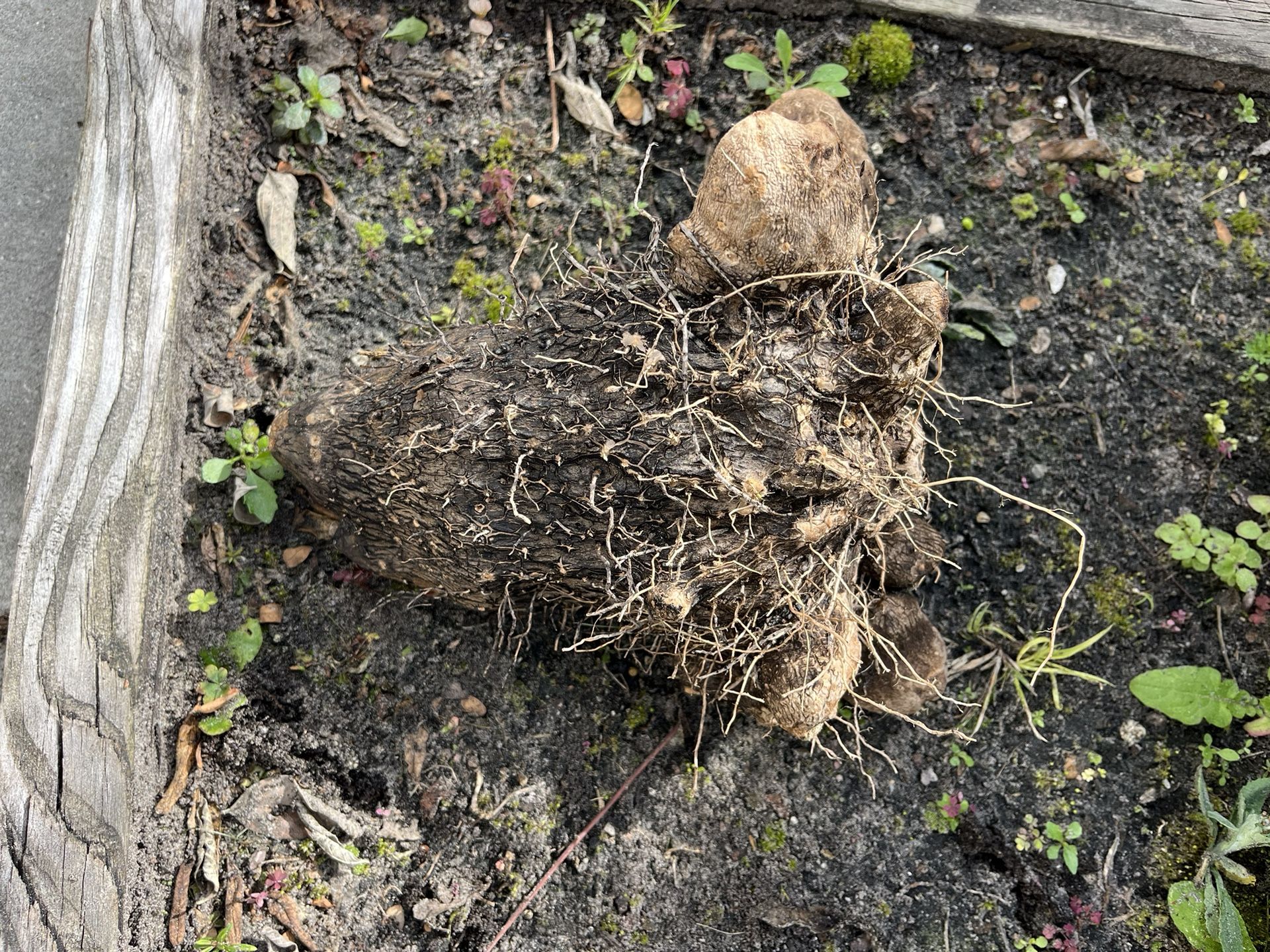 Semillas De Ñame Blanco(White Yam Seeds)