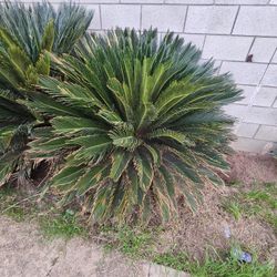 Sago Palm 