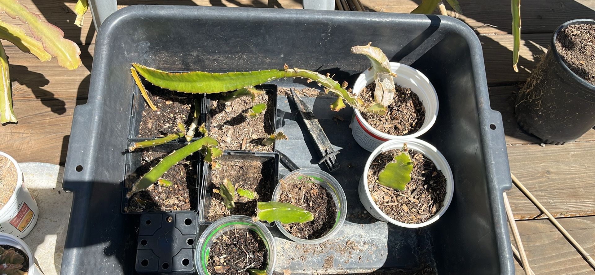 Yellow dragon fruit Cuttings and plants