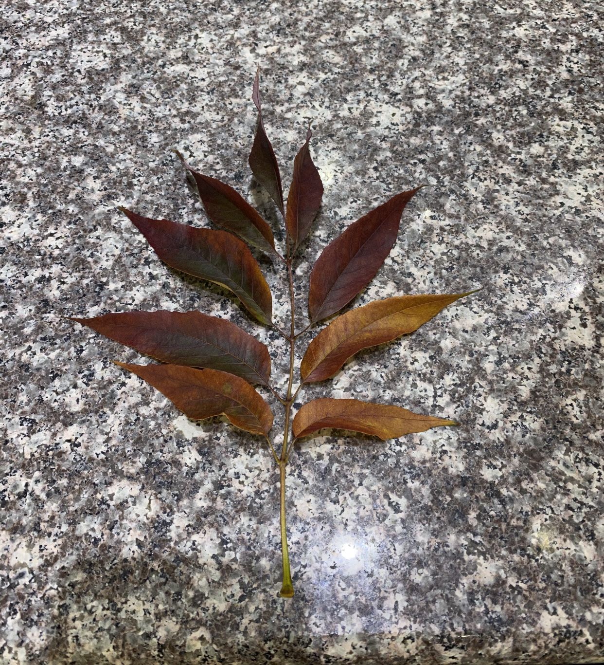 Fall Leaf from Brooklyn, NY